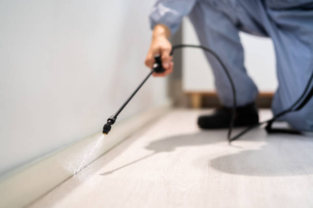 Certified termite inspector examining foundation in Chicopee
